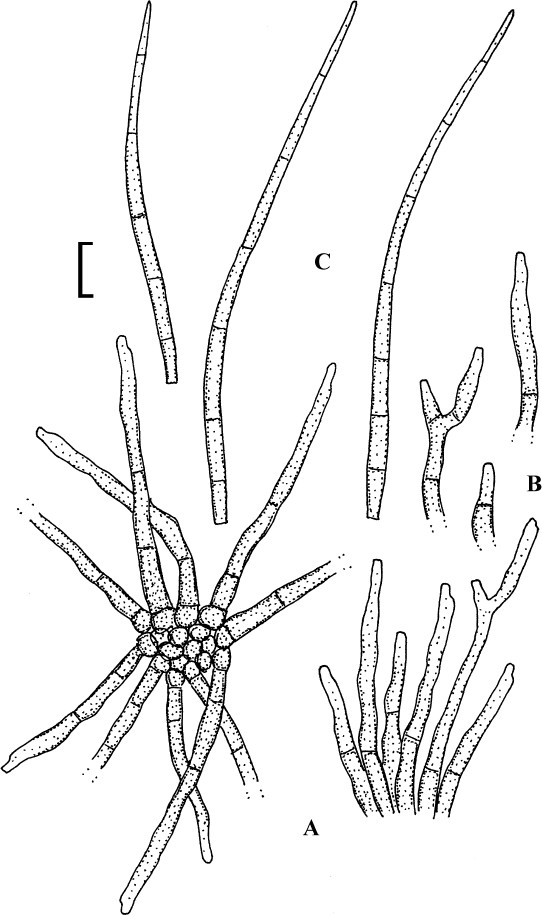 Fig. 88