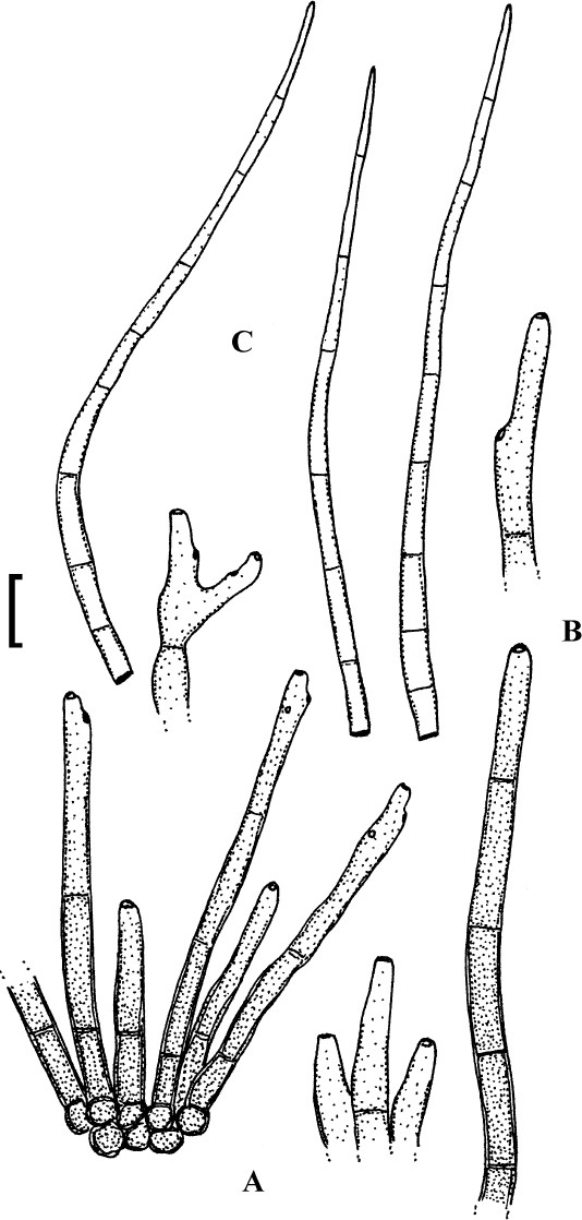 Fig. 9