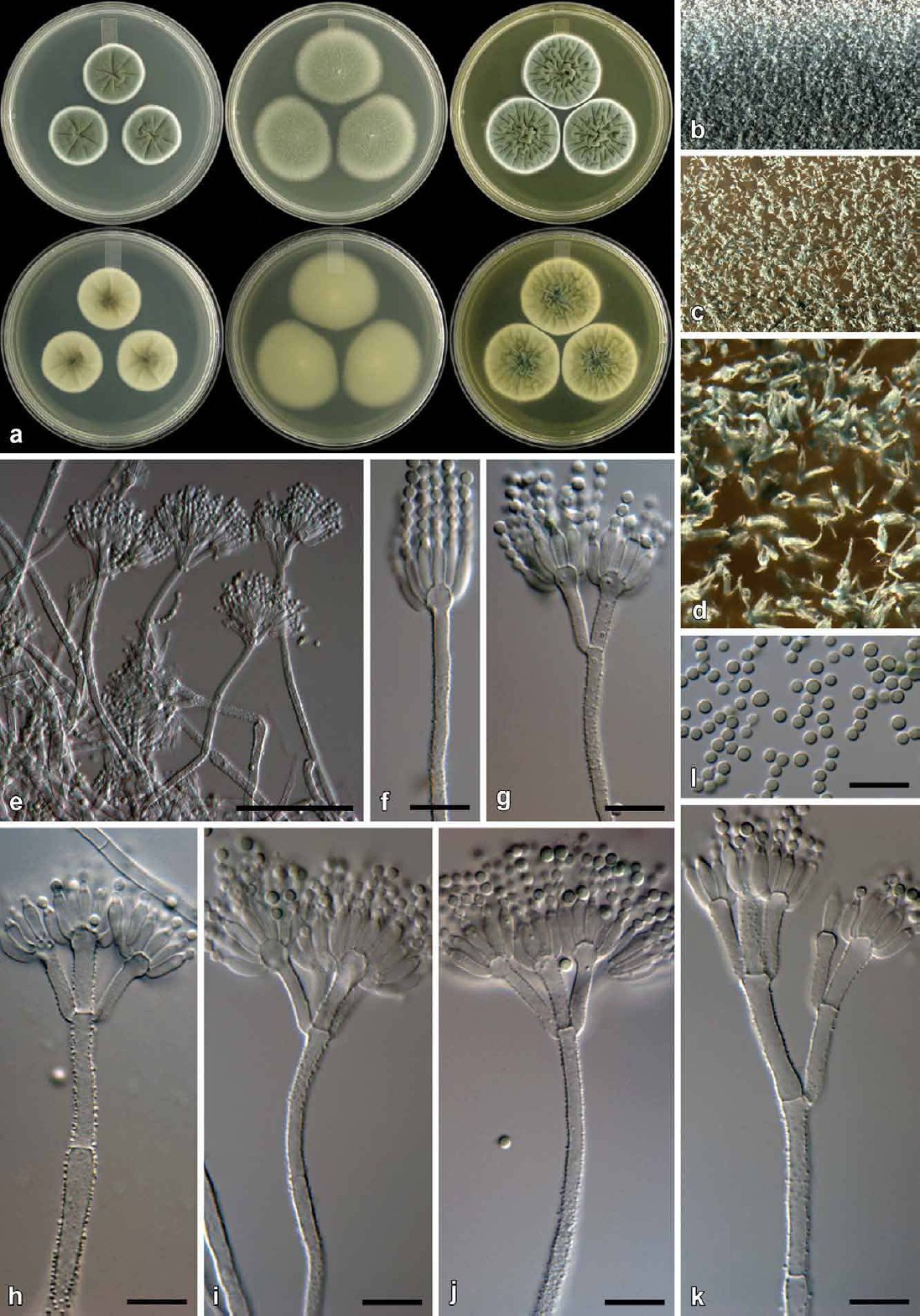 Fig. 15