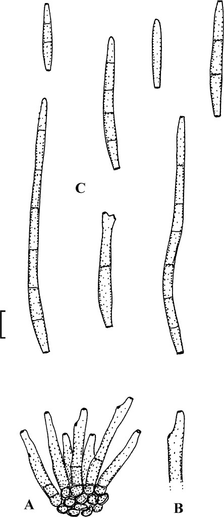 Fig. 10