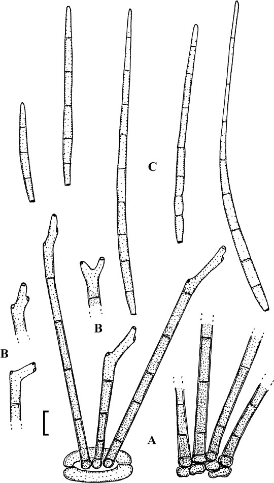 Fig. 11