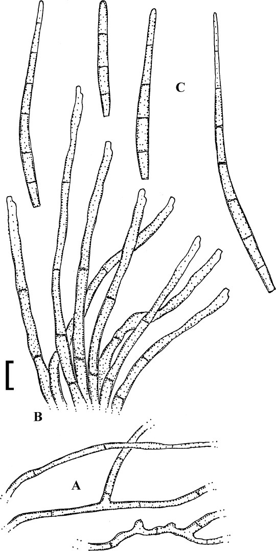 Fig. 12