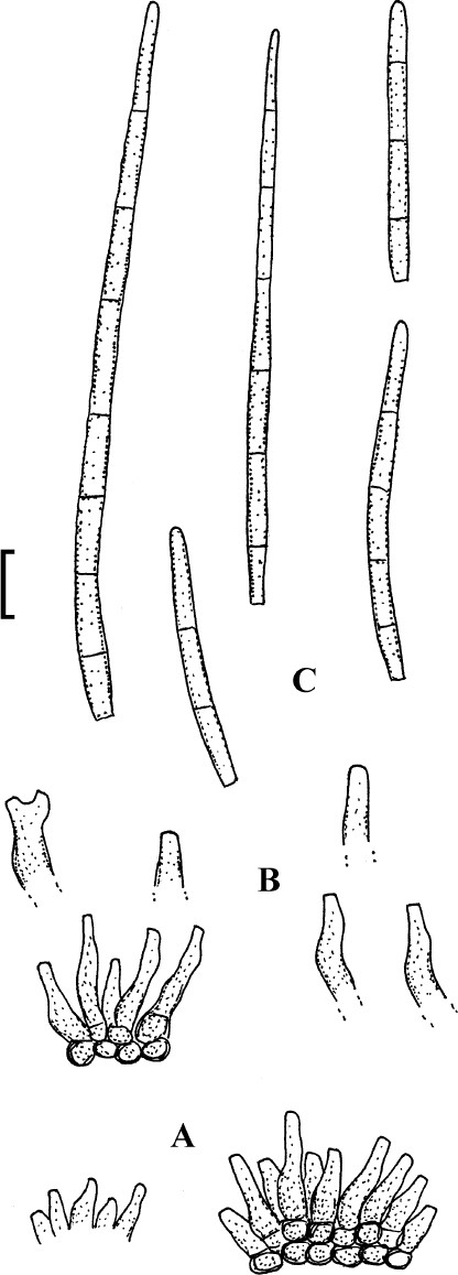 Fig. 14