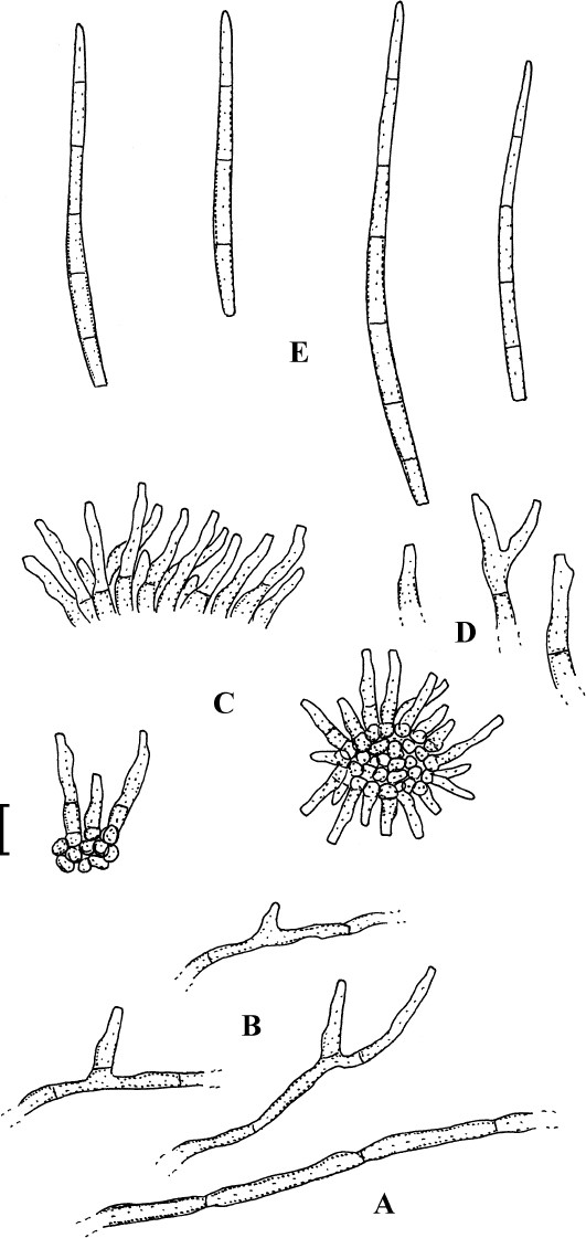 Fig. 15