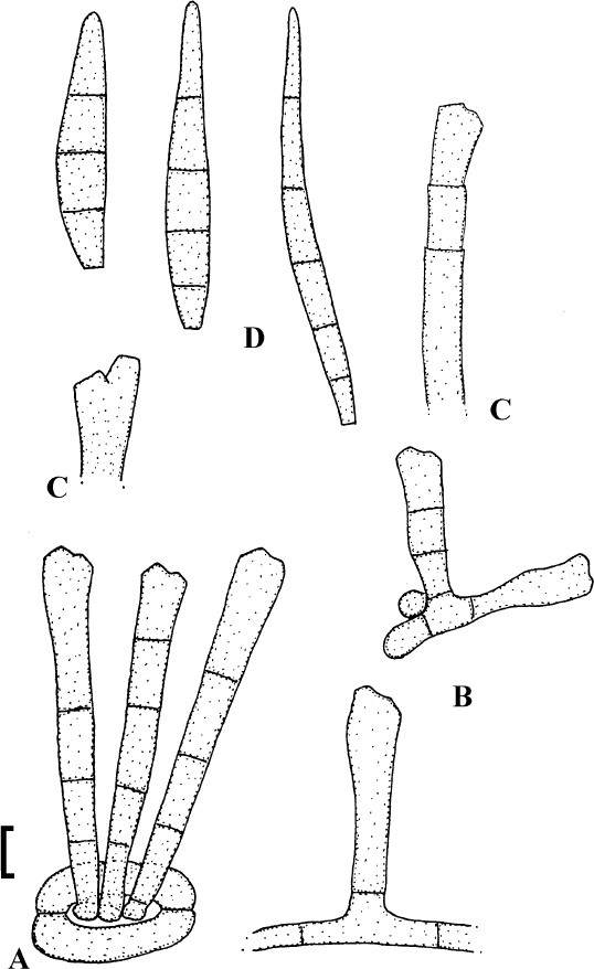 Fig. 16