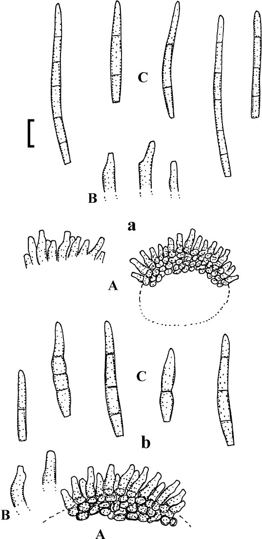 Fig. 17a