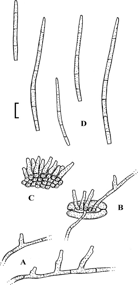 Fig. 19