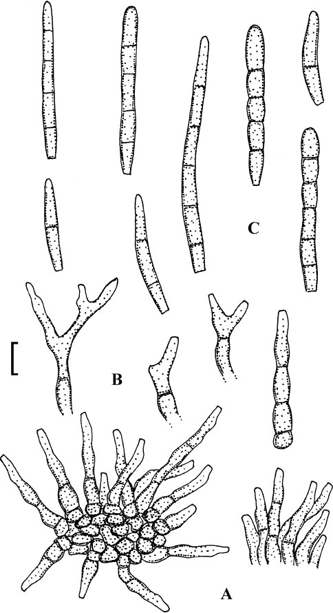 Fig. 20