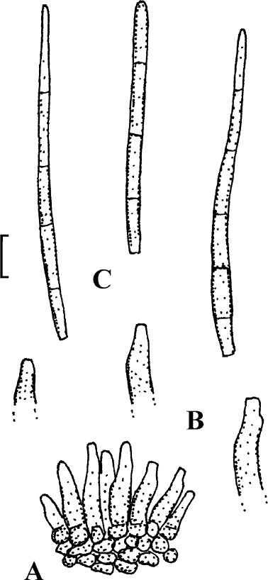 Fig. 21