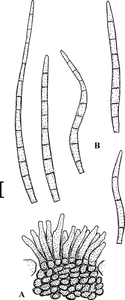 Fig. 25