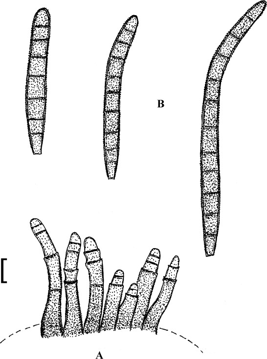 Fig. 30