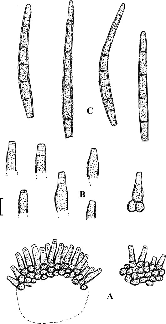 Fig. 31