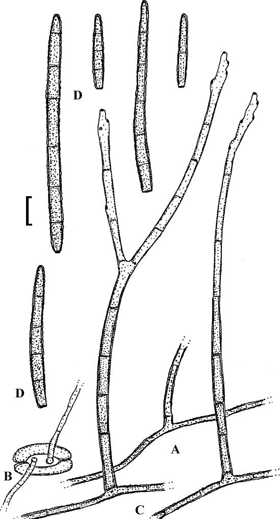 Fig. 32