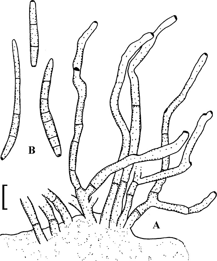 Fig. 35