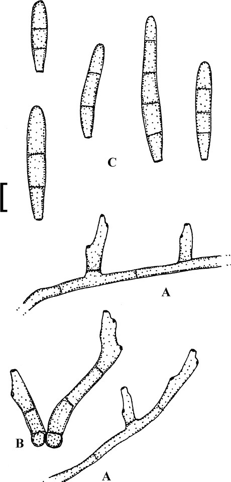 Fig. 36