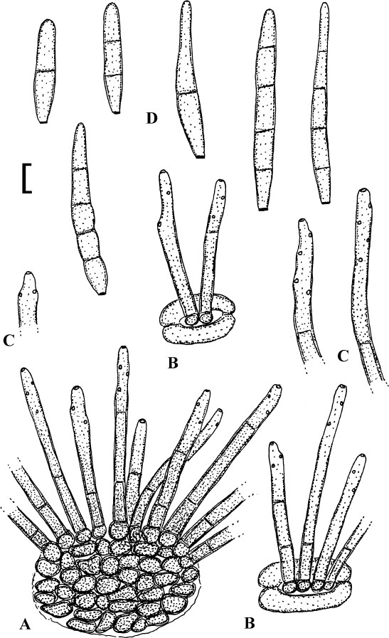 Fig. 4