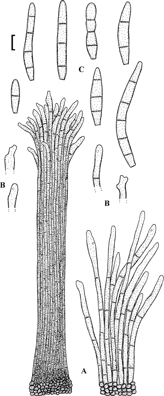 Fig. 42