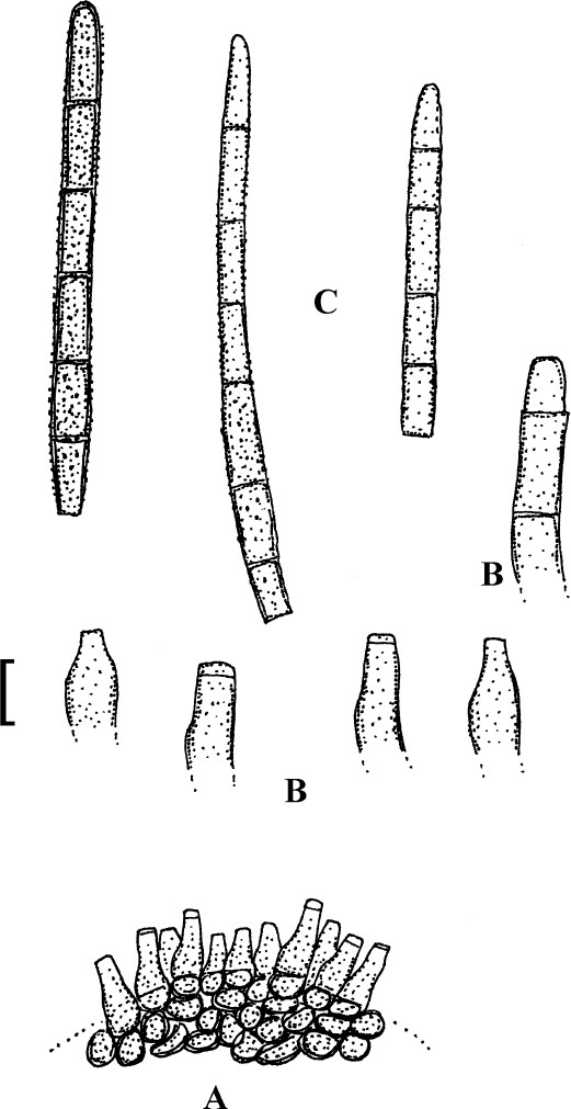 Fig. 43