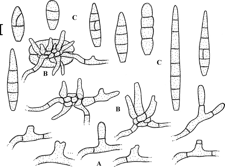 Fig. 44