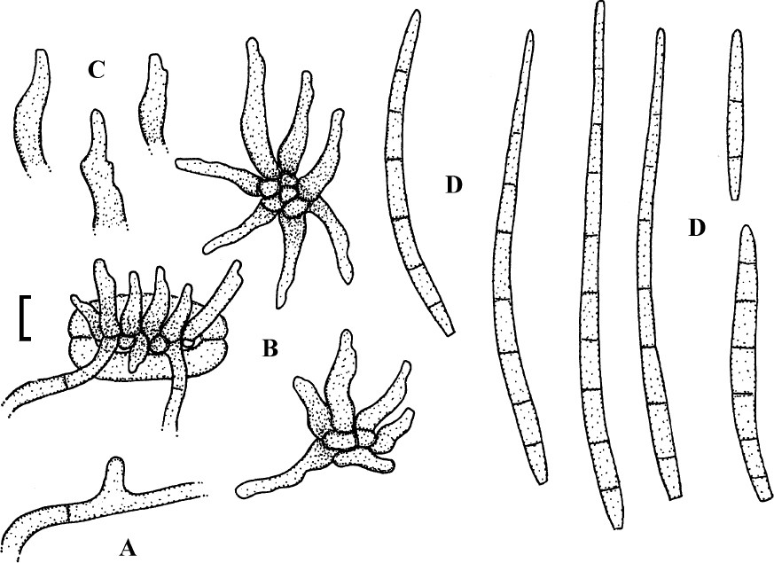 Fig. 45