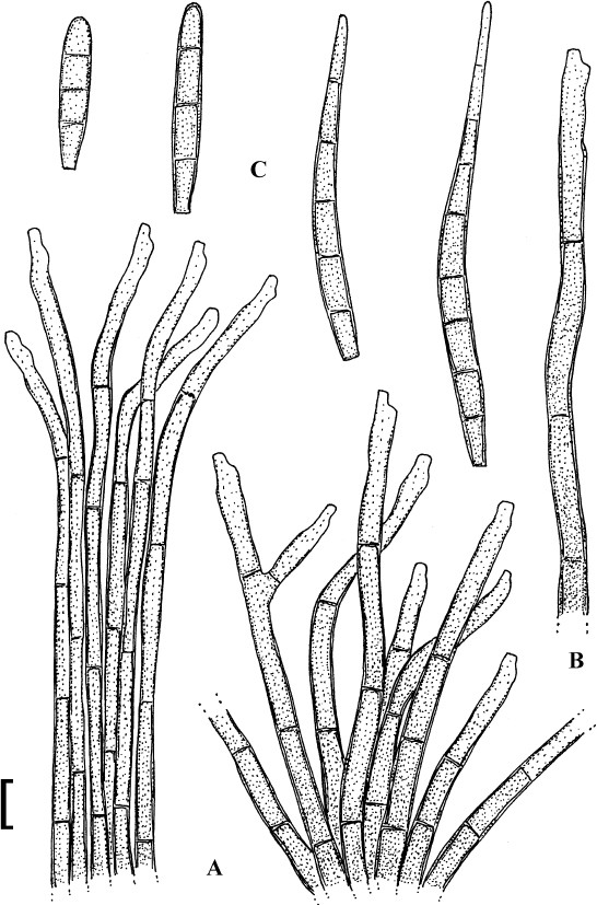 Fig. 49