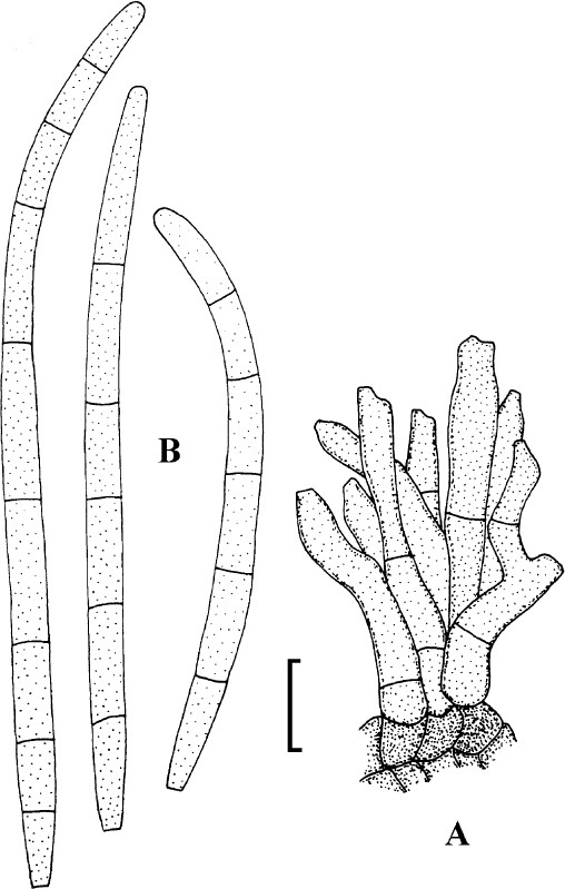 Fig. 50