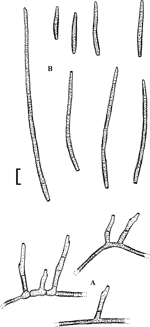 Fig. 52