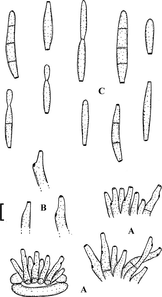 Fig. 6