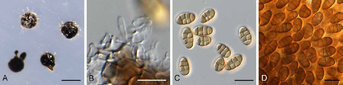 Fig. 10