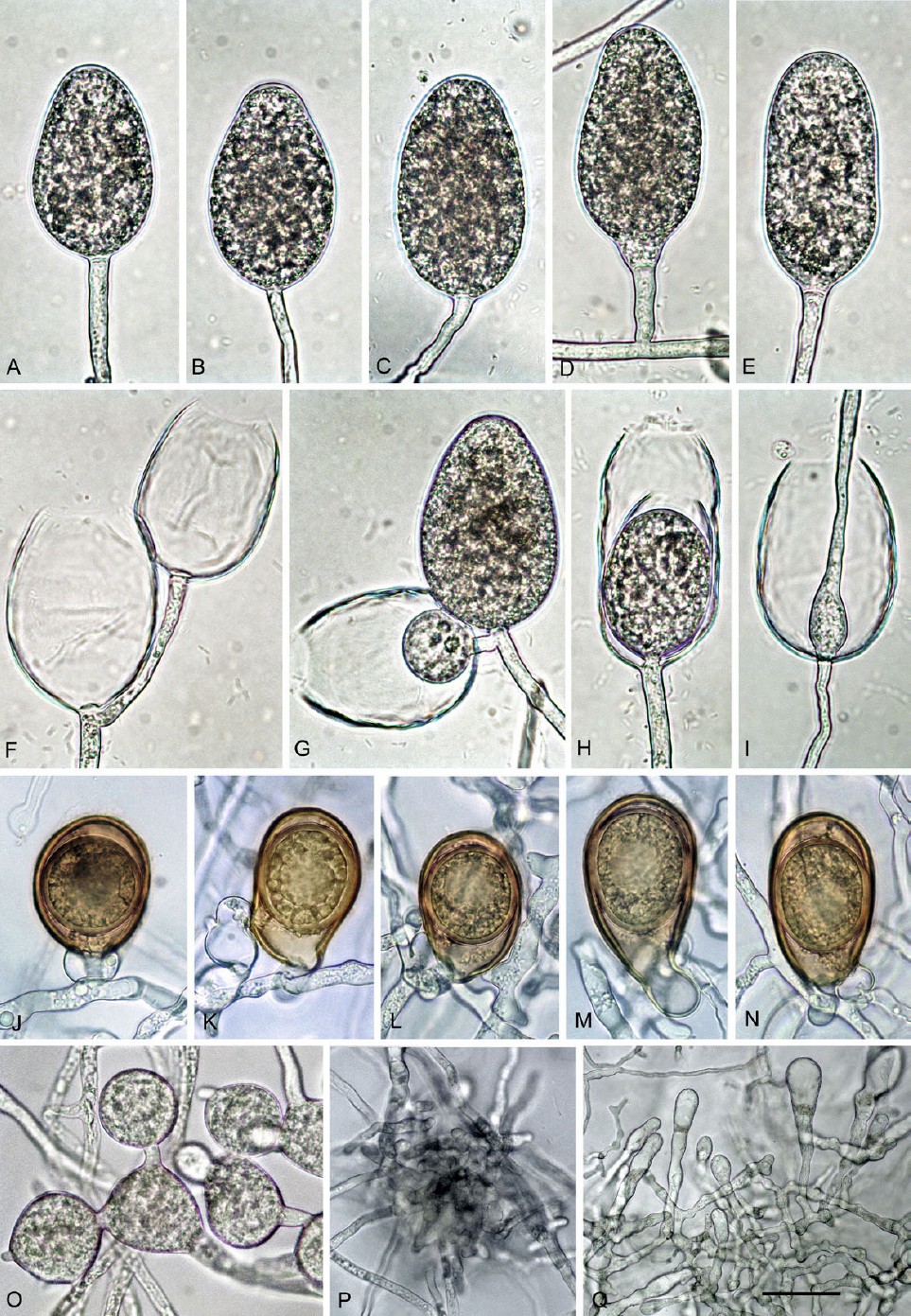 Fig. 10