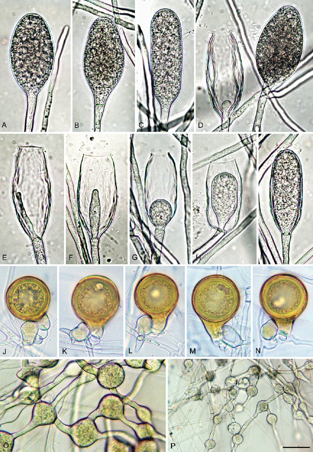 Fig. 9