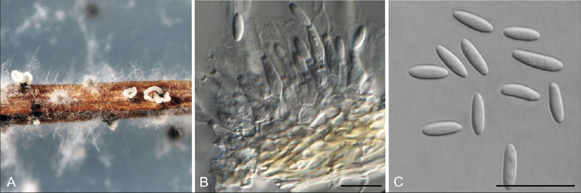 Fig. 5