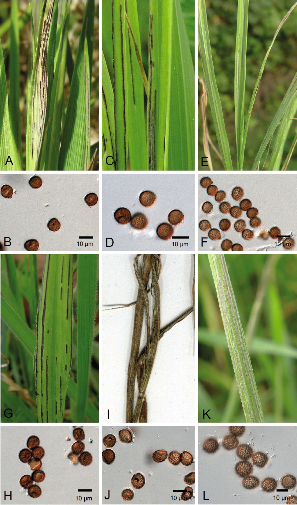 Ustilago Species Causing Leaf Stripe Smut Revisited Ima Fungus Full Text
