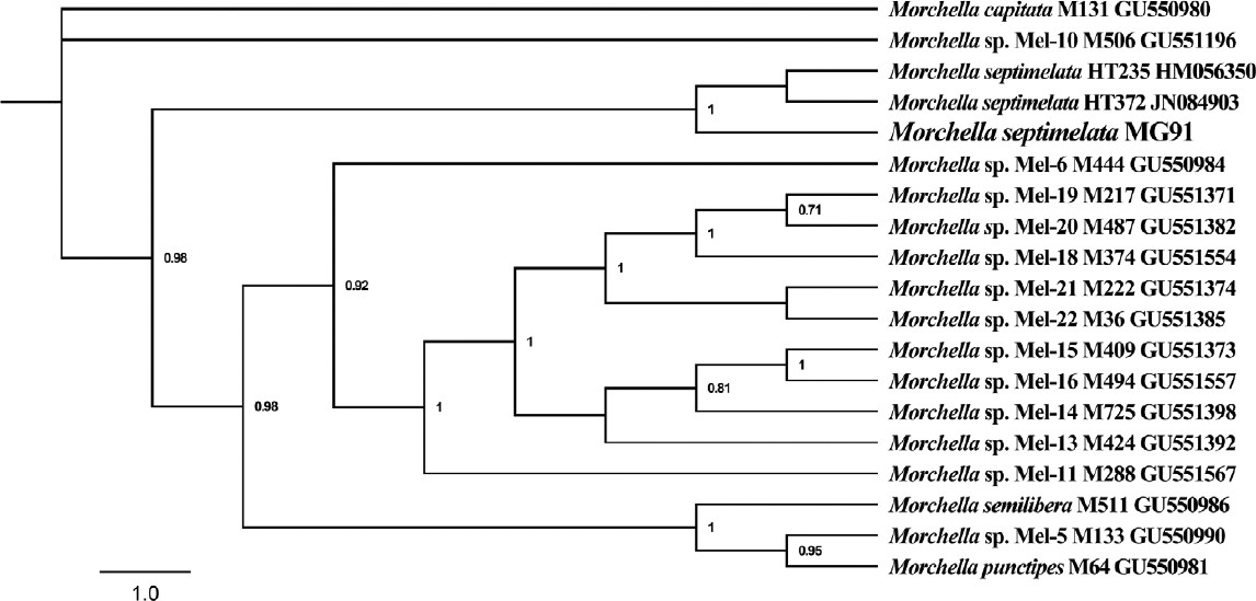 Fig. 9