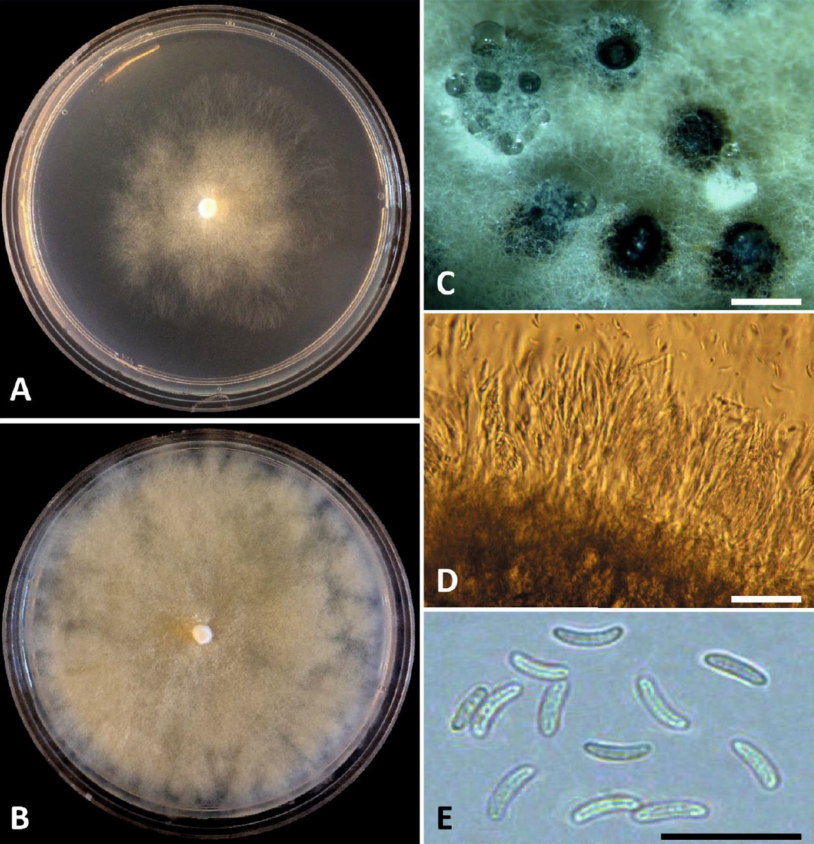 Fig. 12