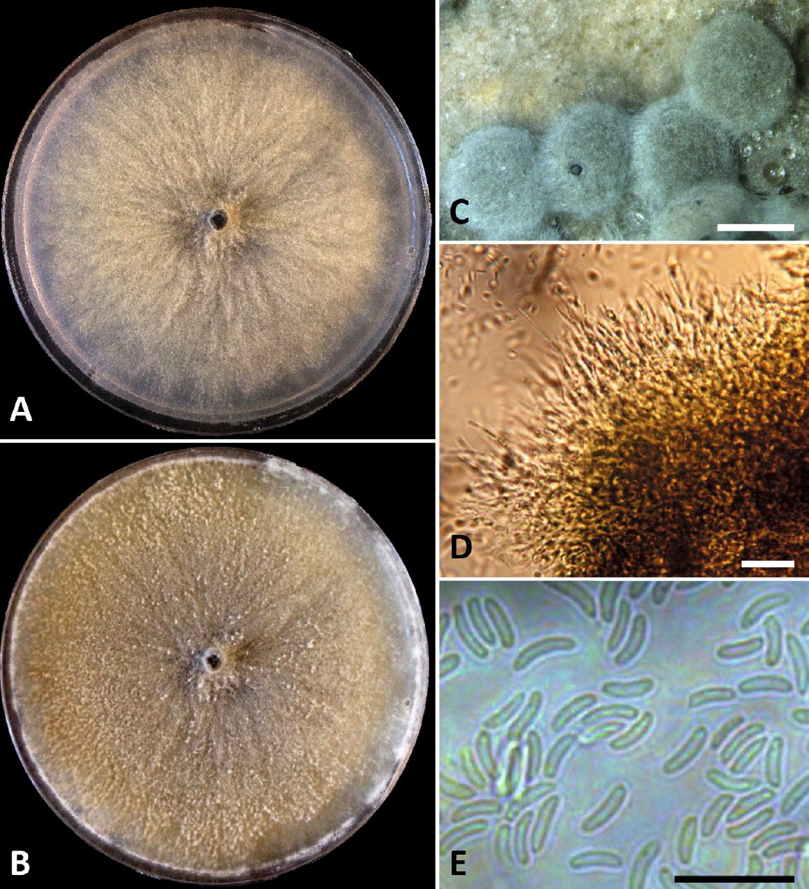 Fig. 15