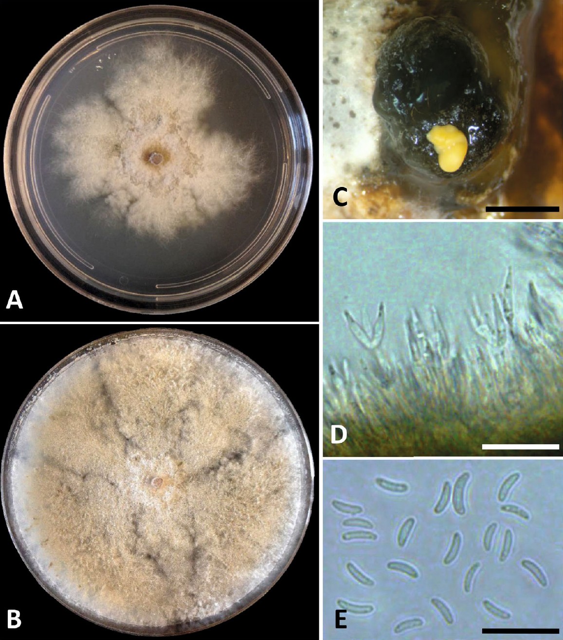 Fig. 17