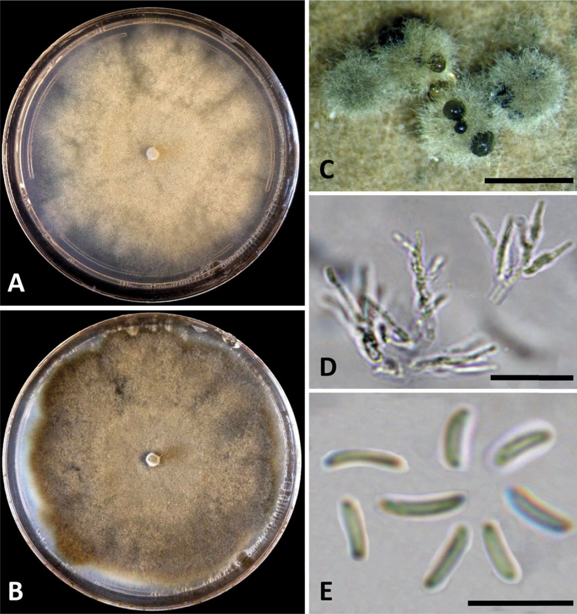 Fig. 19