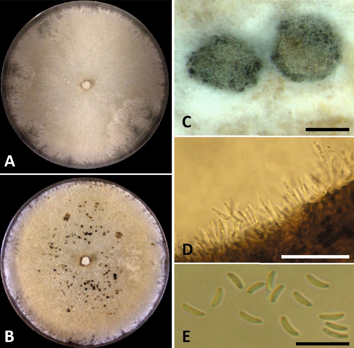 Fig. 7