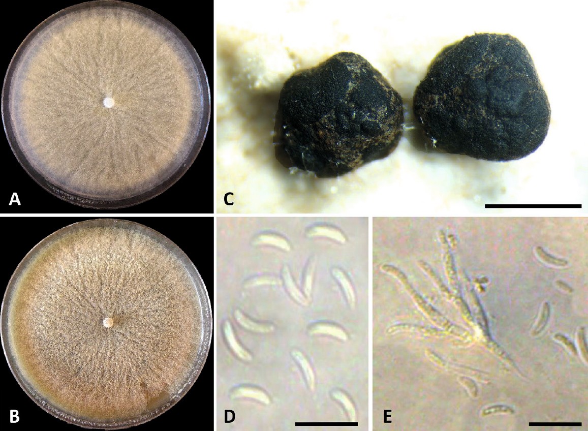 Fig. 8