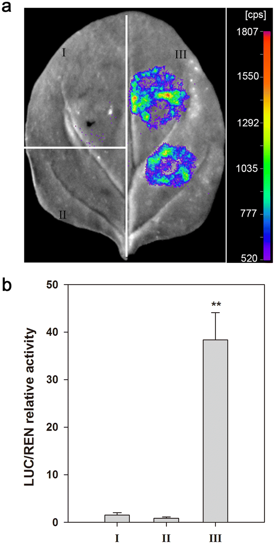 Figure 5 | A maize stress-responsive Di19 transcription ...