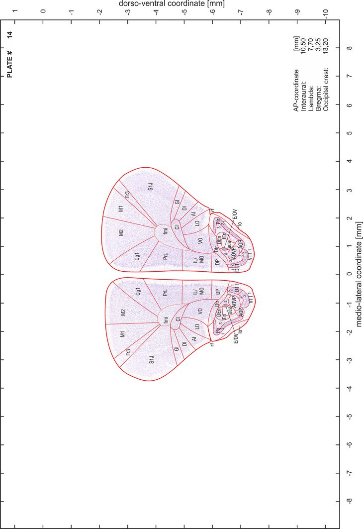 Brain atlas of the Mongolian gerbil ( Meriones unguiculatus ) in CT/MRI ...
