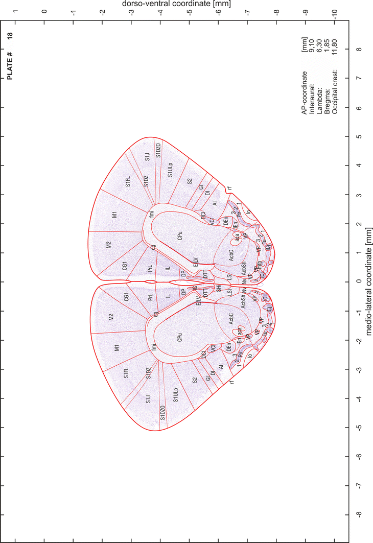 Brain atlas of the Mongolian gerbil ( Meriones unguiculatus ) in CT/MRI ...