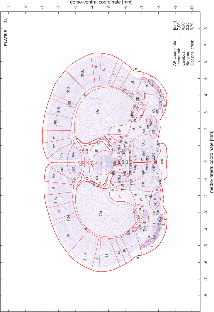 Brain atlas of the Mongolian gerbil ( Meriones unguiculatus ) in CT/MRI ...