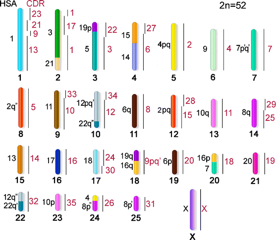 Figure 6 | Cross-species chromosome painting in ...