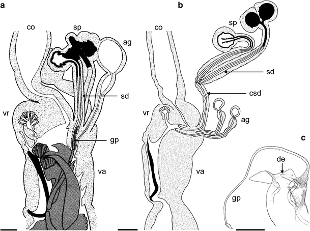 Figure 1 | Coevolution of male and female genitalia in ...