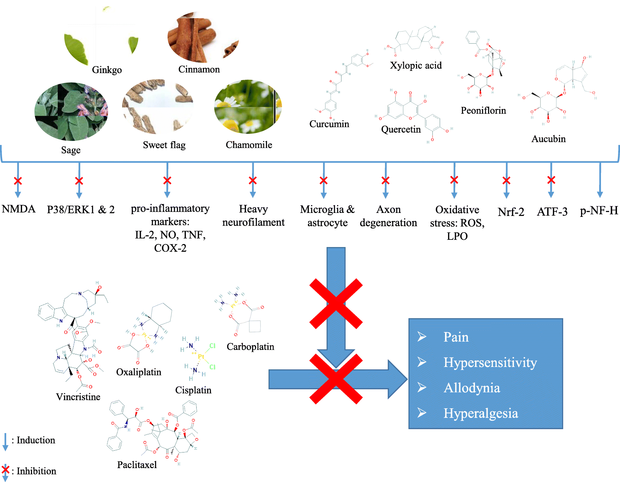 Medicinal plants and their isolated phytochemicals for the management
