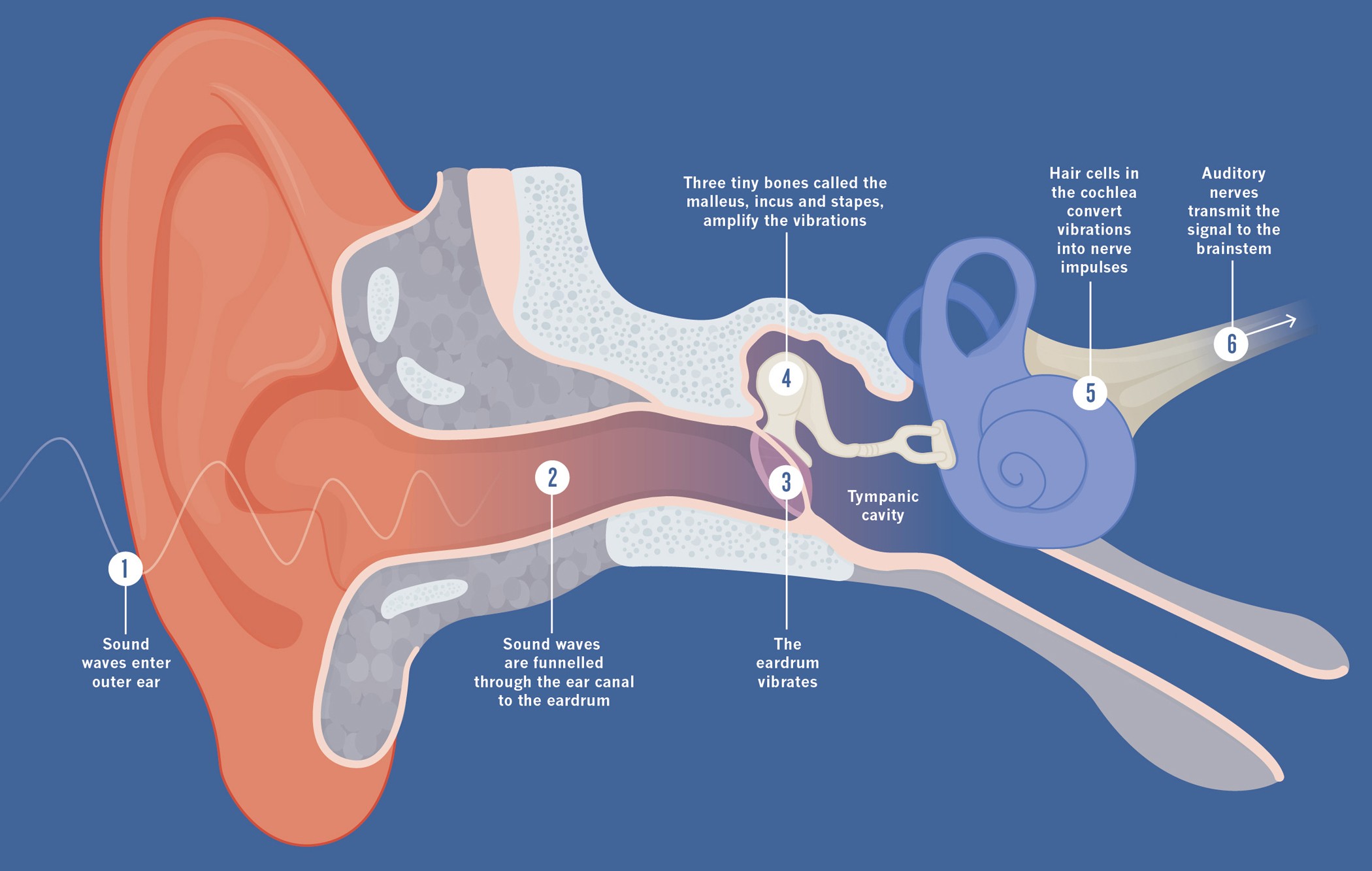 Marching to a new beat Nature