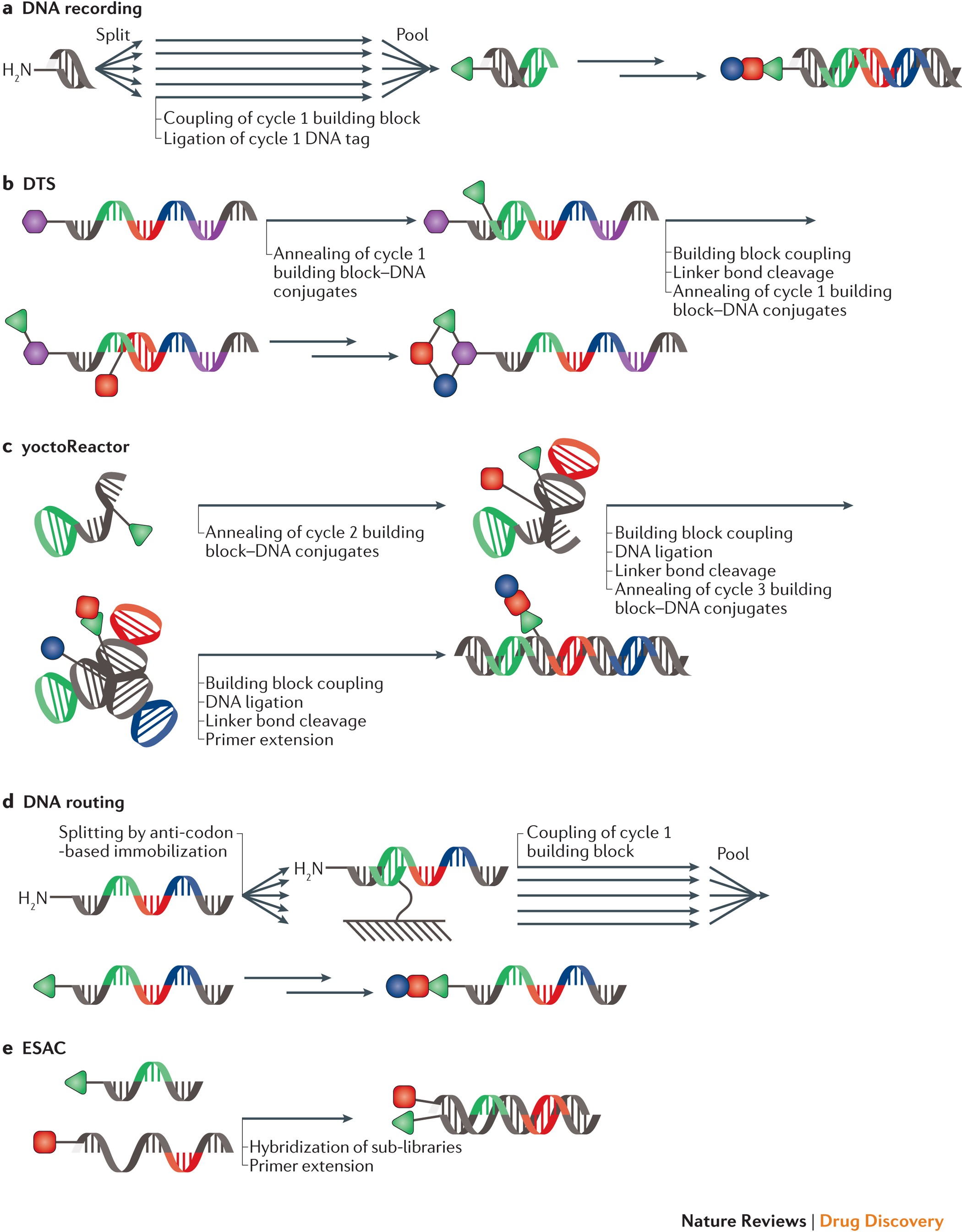 Is Atp A Building Block Of Dna Wasfa Blog