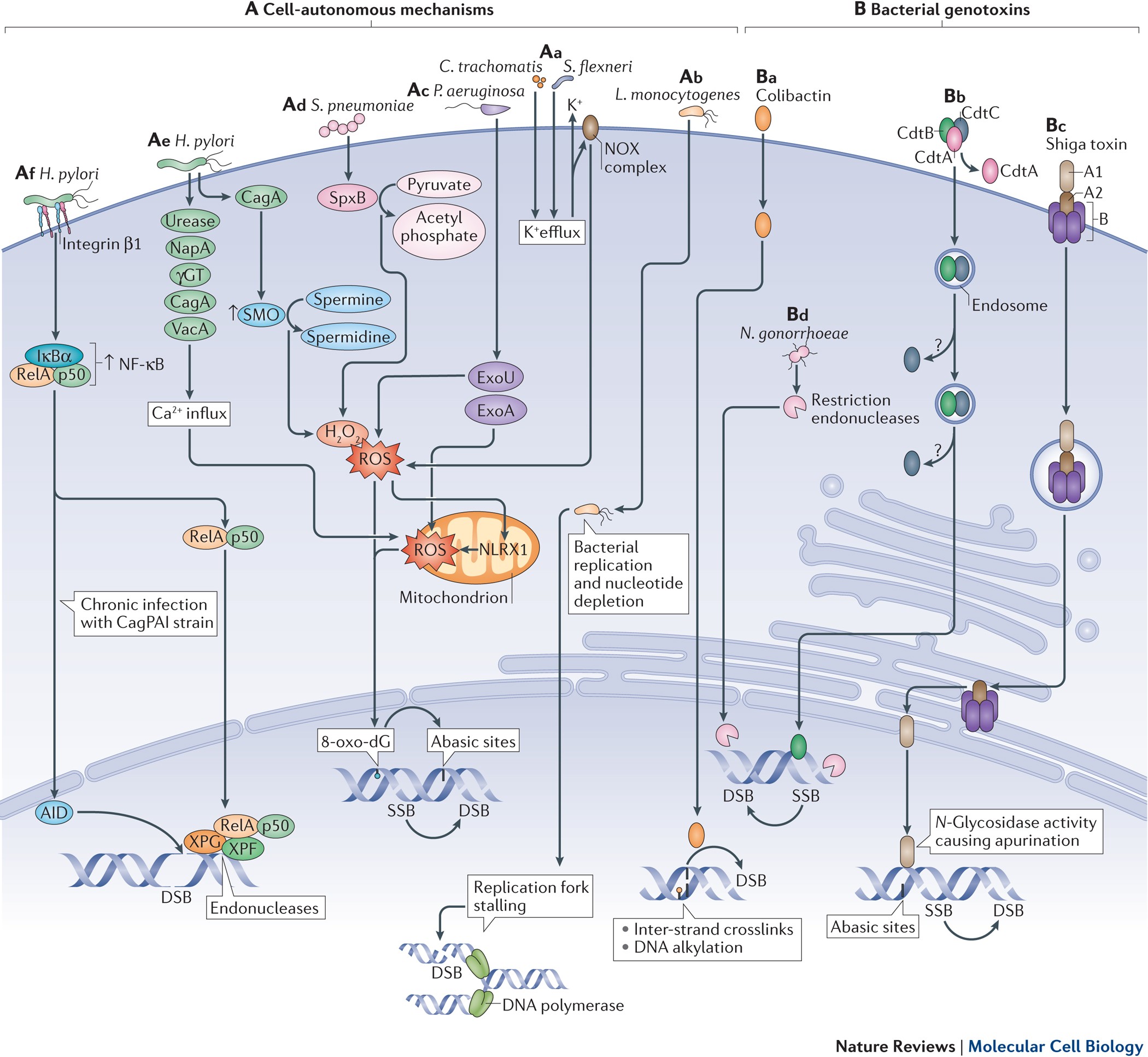 26 The Diagram Below Shows A Bacterial Replication Fork And Its